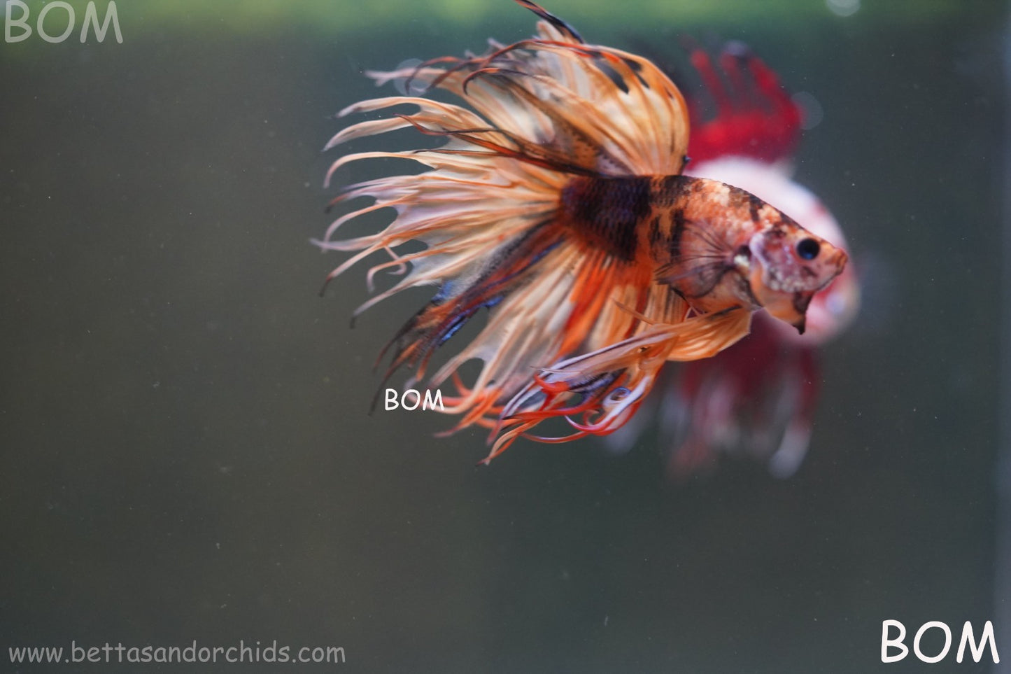 LIVE BETTA MALE CROWN JELLY YELLOW : Unique Fish | BOM-A301
