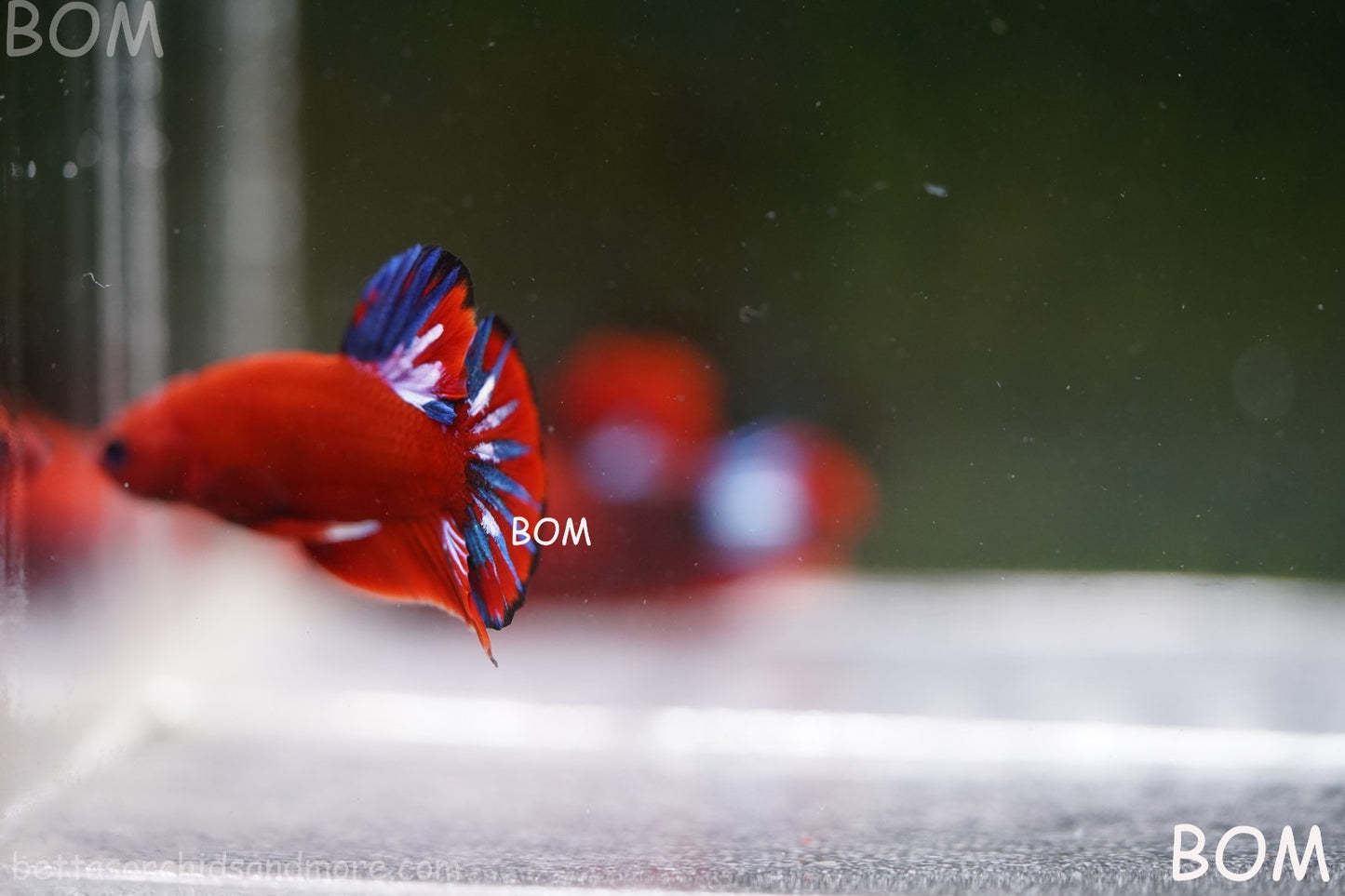 PREMIUM MALE HELLBOY HMPK BETTA Fish:Live HMPK | BOM-A273