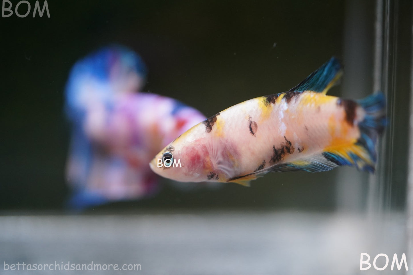 LIVE BETTTA FEMALE METALLIC MULTICOLOUR HMPK BEAUTIFUL COLOURS | BOM-A285