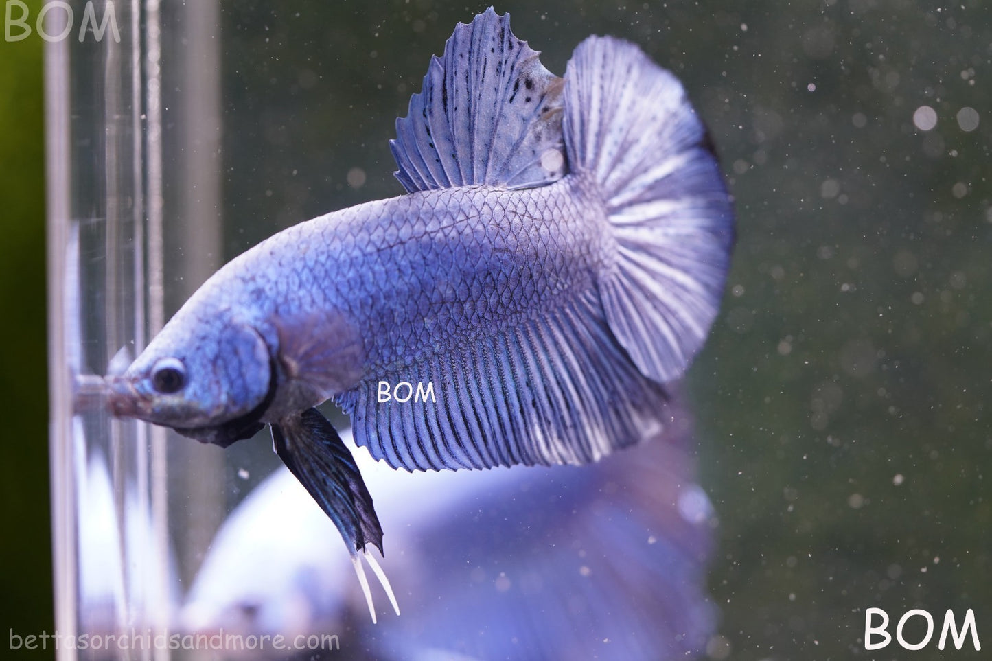 Betta Plakat GIANT MALE BLUE SERIES 5 CM BO | BOM-A304