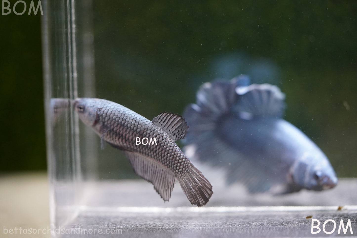 LIVE BETTA JUNIOR GIANT FEMALE COPPER | BOM-A316