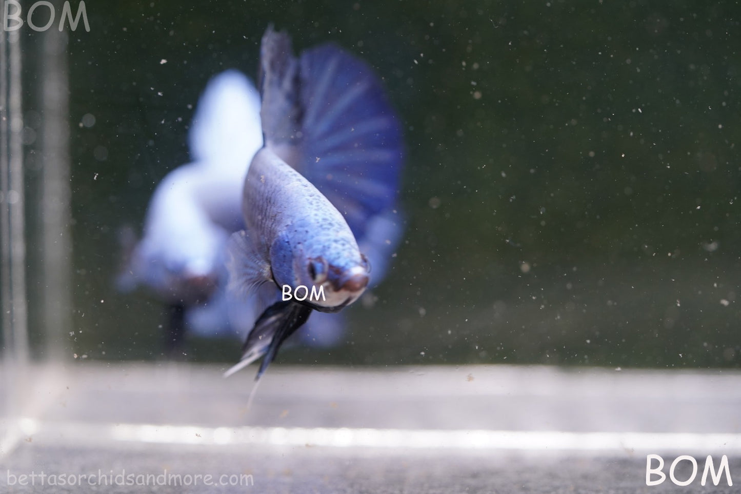 Betta Plakat GIANT MALE BLUE SERIES 5 CM BO | BOM-A305