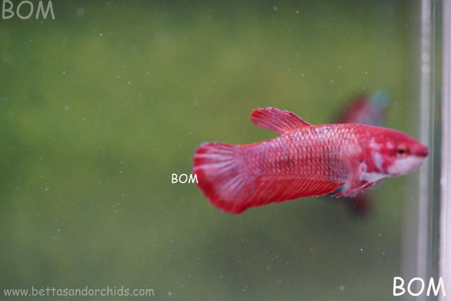 LIVE BETTA HMPK FEMALE FANCY RED | BOM975