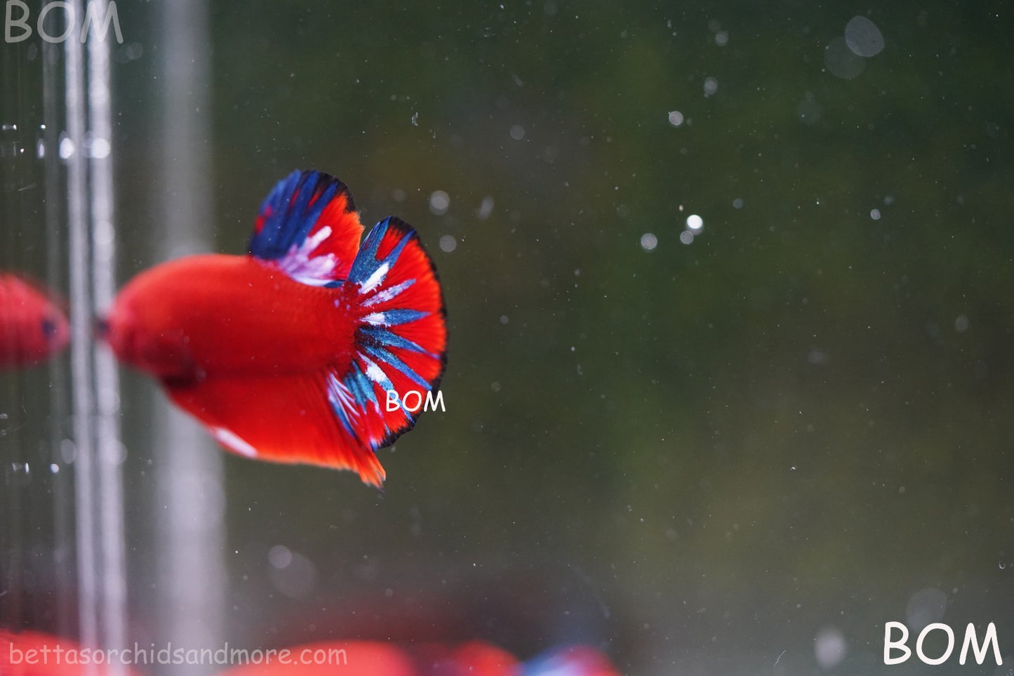 PREMIUM MALE HELLBOY HMPK BETTA Fish:Live HMPK | BOM-A273