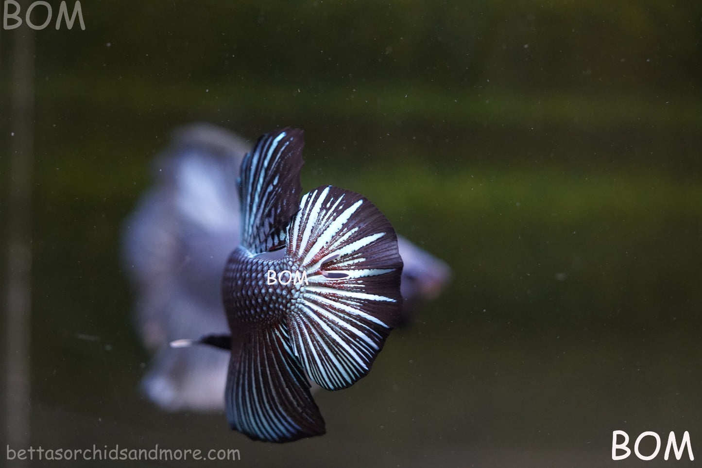 LIVE BETTA GIANT MALE BLUE SERIES 5 CM BO | BOM-A313