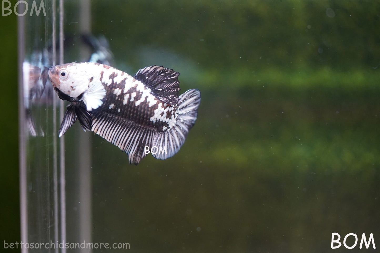 LIVE BETTA HMPK FEMALE BLACK MAMBA | BOM-A249