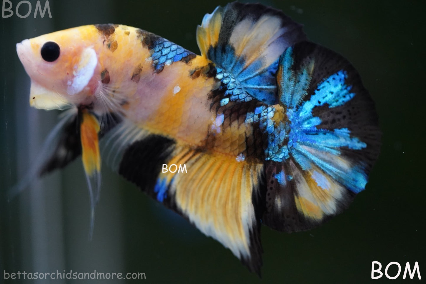 LIVE BETTTA MALE METALLIC MULTICOLOUR HMPK BEAUTIFUL COLOURS | BOM-A284
