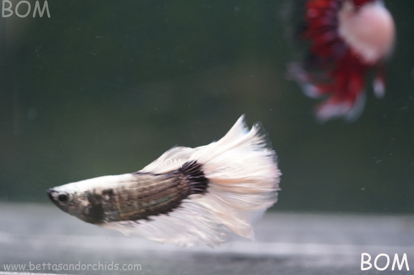 LIVE BETTA MALE DRAGONS SILVER BUTTERFLY : Unique Fish | BOM-A293