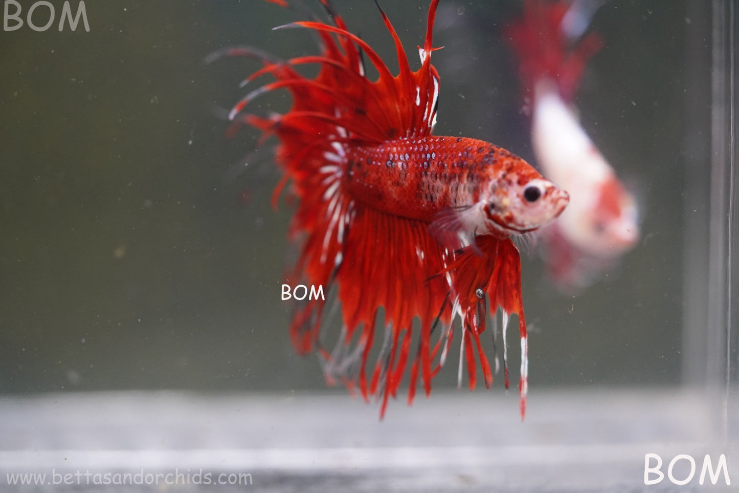 LIVE BETTA MALE CROWN FANTASTIC REDS KOI : Unique Fish | BOM-A303