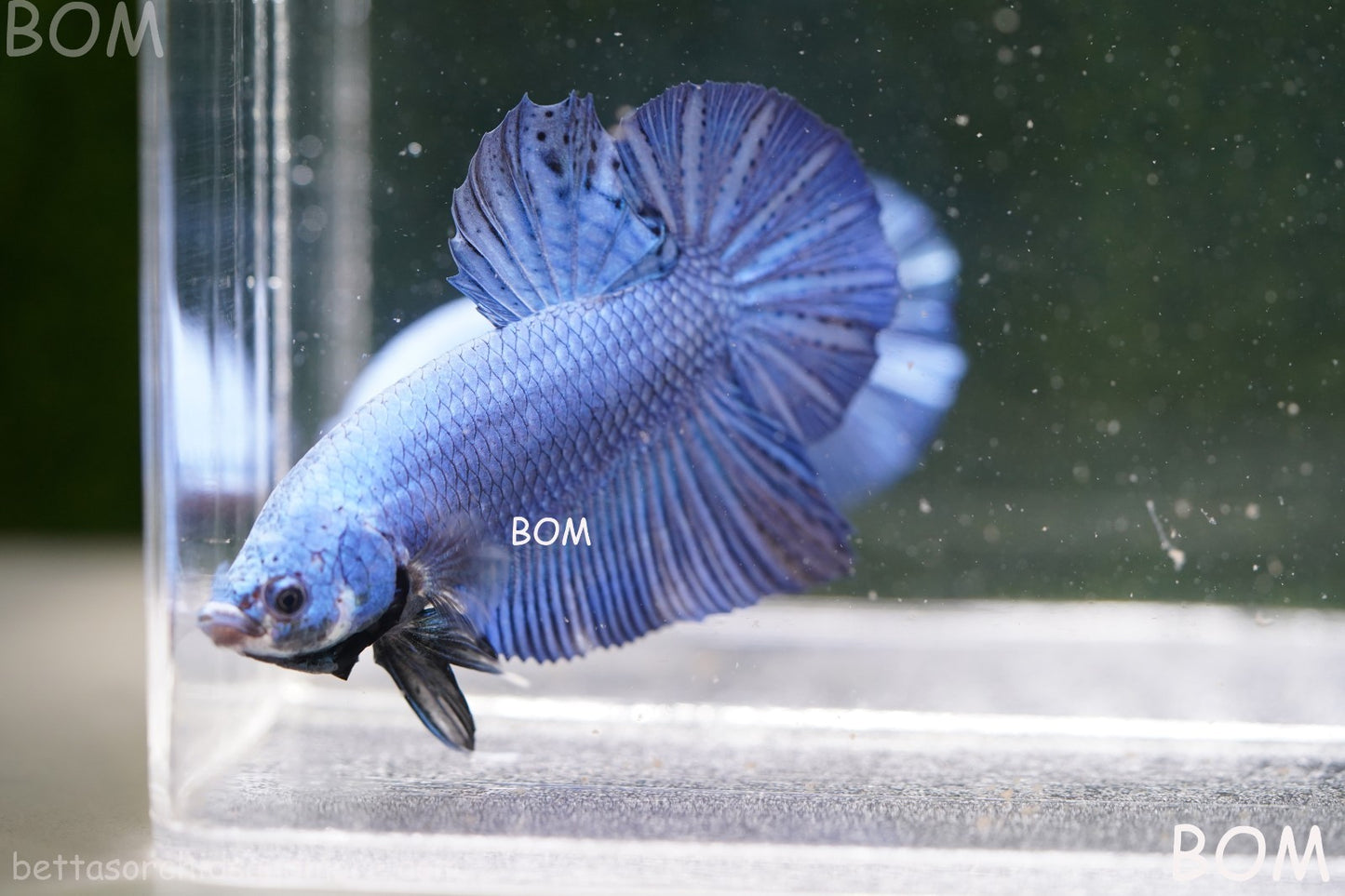 Betta Plakat GIANT MALE BLUE SERIES 5 CM BO | BOM-A305