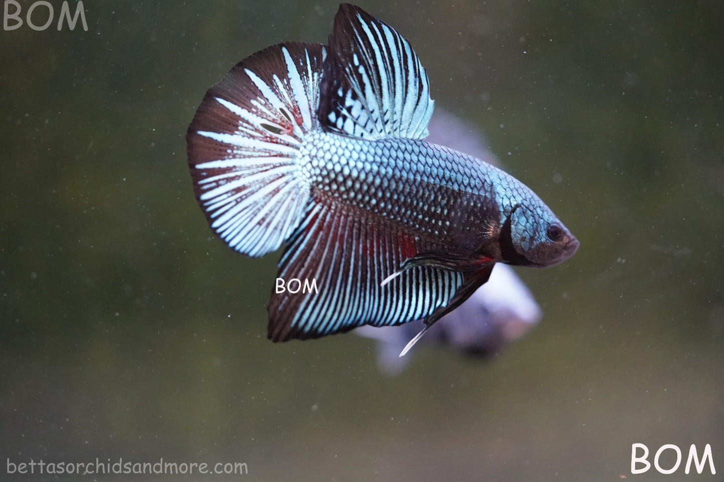 LIVE BETTA GIANT MALE BLUE SERIES 5 CM BO | BOM-A313