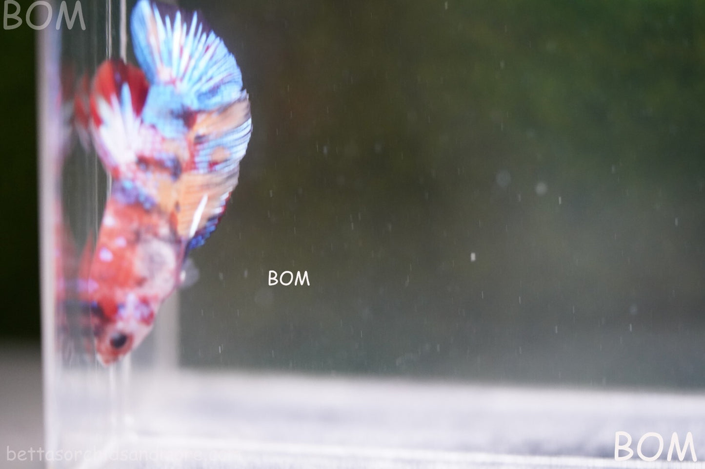 LIVE BETTTA BIG MALE MULTICOLOUR HMPK | BOM-A144