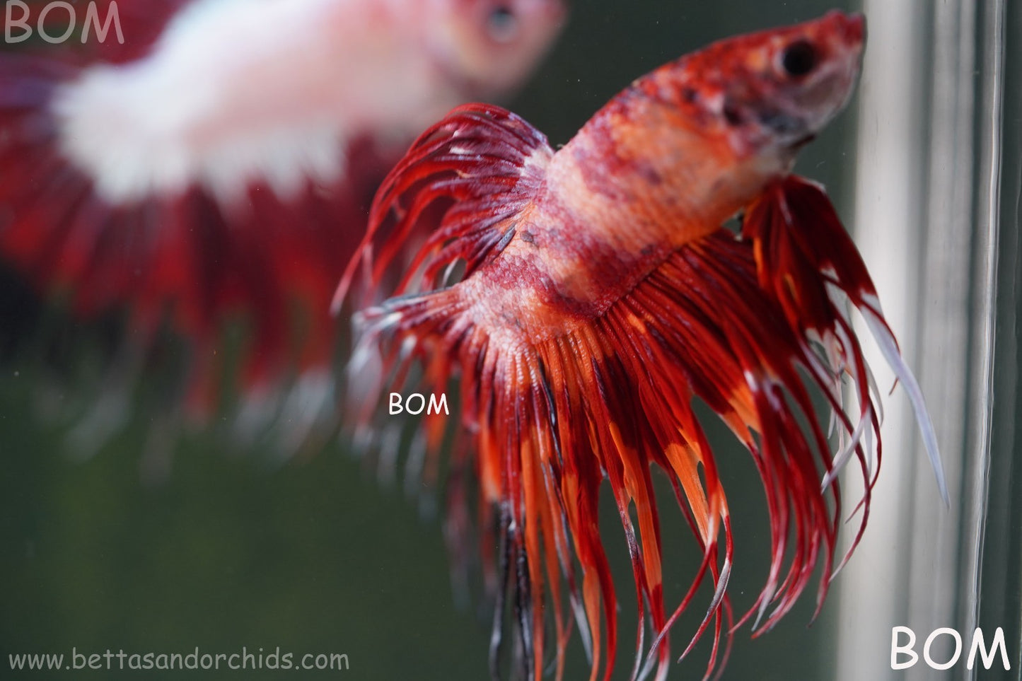 LIVE BETTA MALE CROWN FIREWORKS RED : Unique Fish | BOM-A292