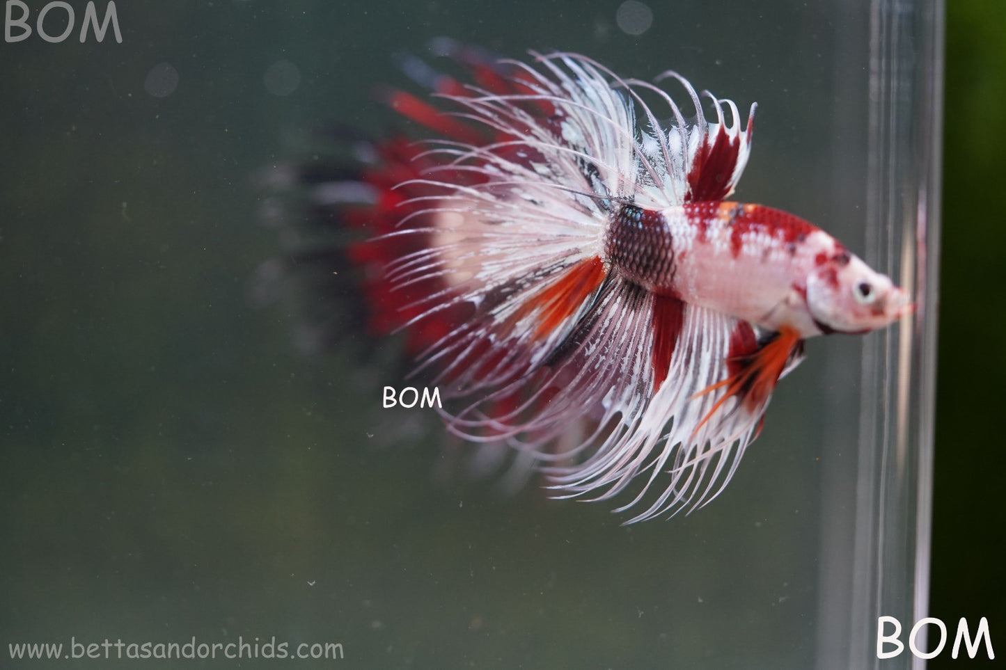 LIVE BETTA MALE CROWN RED KOI : Unique Fish | BOM-A295