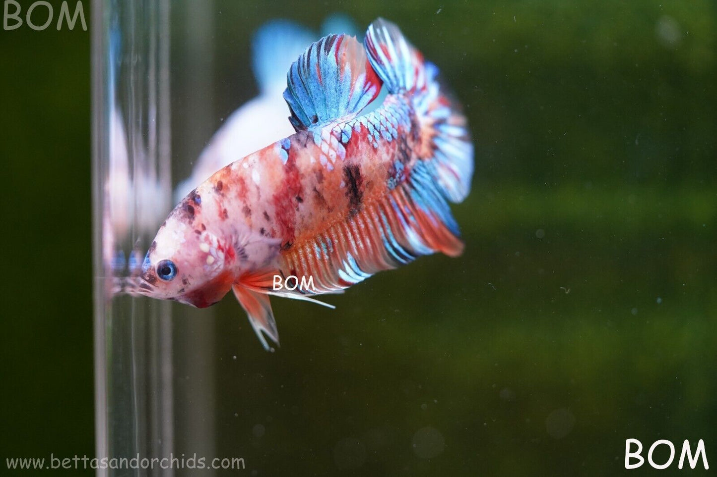LIVE BETTTA BIG MALE MULTICOLOUR HMPK | BOM-A113