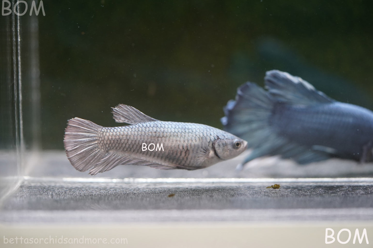 LIVE BETTA JUNIOR GIANT FEMALE COPPER | BOM-A317