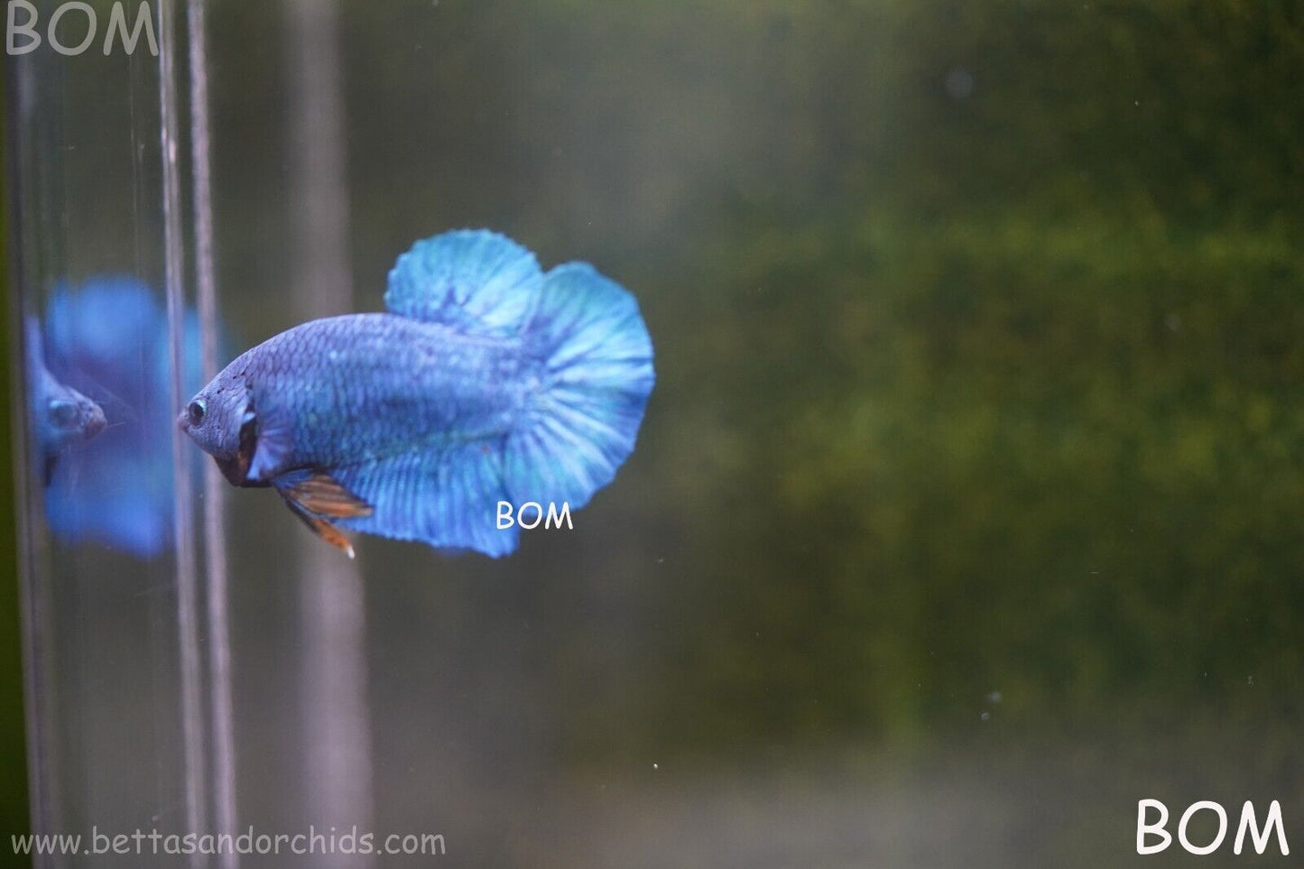 MALE GREEN ARMOUR SERIES Plakat Betta Fish: Live HMPK YELLOW TIE BOM-A65