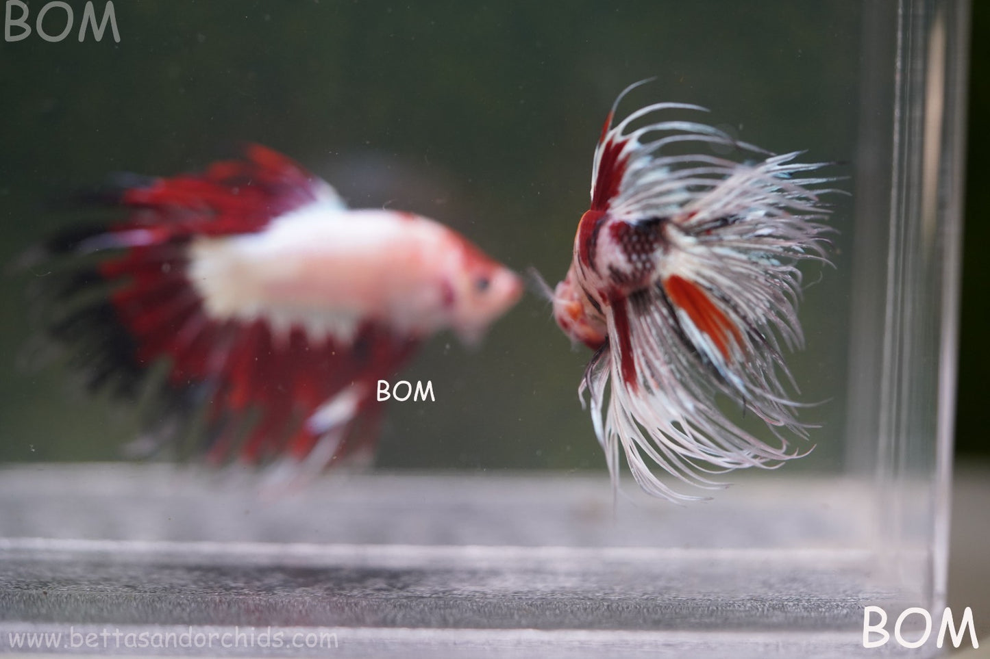 LIVE BETTA MALE CROWN RED KOI : Unique Fish | BOM-A295