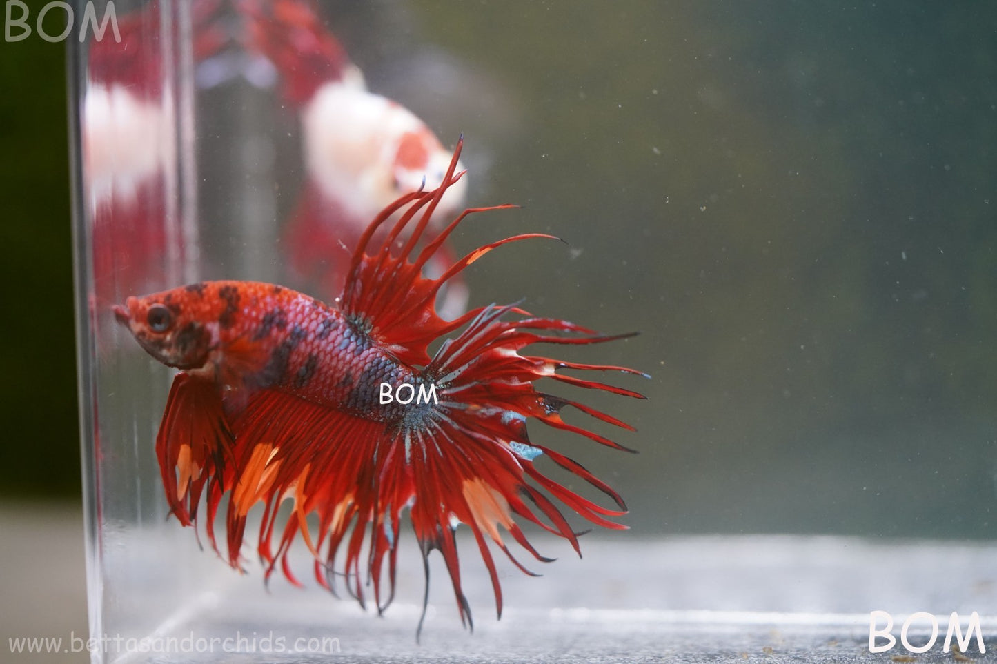 LIVE BETTA MALE CROWN NEMO REDS : Unique Fish | BOM-A302