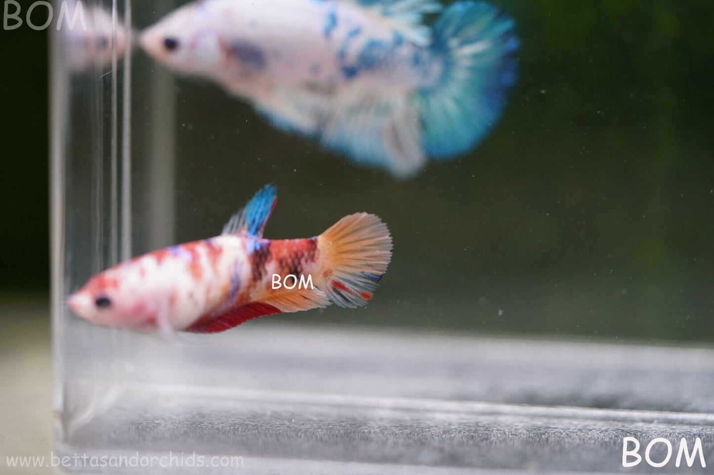 LIVE BETTTA BIG FEMALE MULTICOLOUR HMPK | BOM-A118