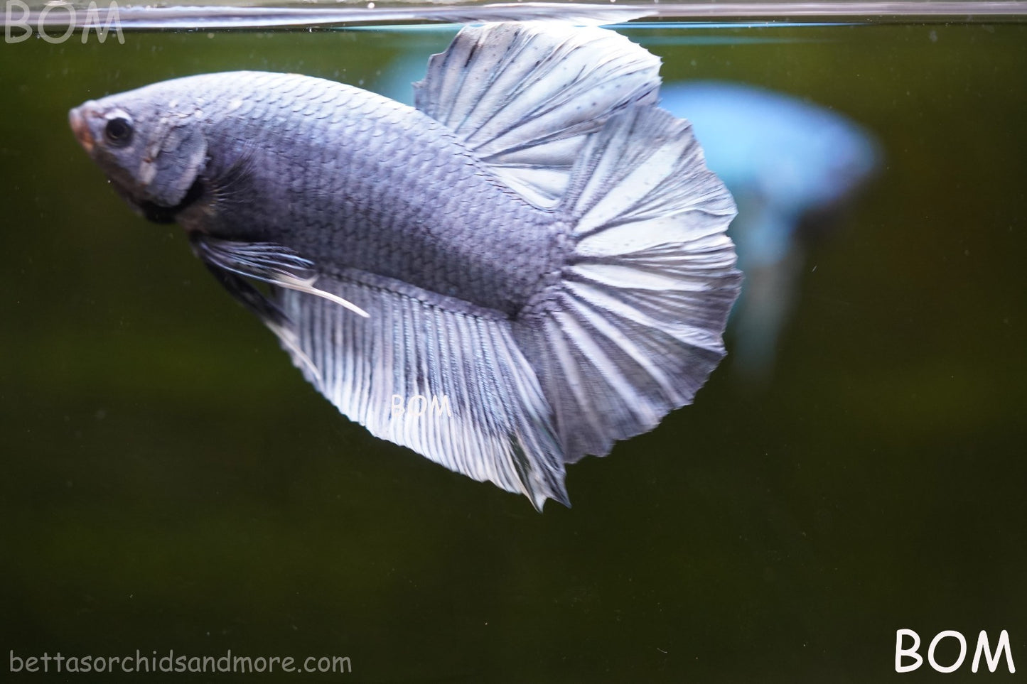 Betta Plakat GIANT MALE BLUE SERIES 5 CM BO | BOM-A306