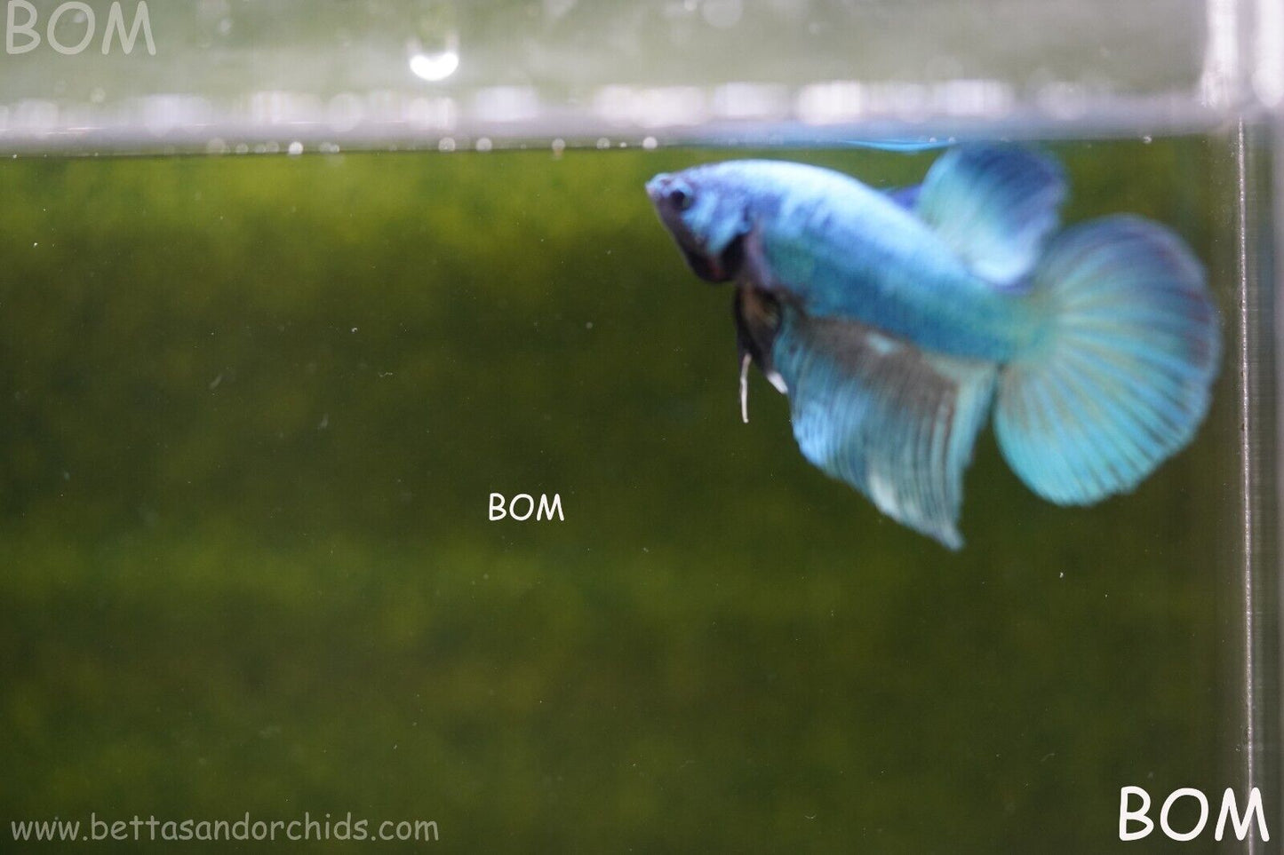 MALE BLUE MASKED FACE SERIES Plakat Betta Fish: Live HMPK BOM-A69