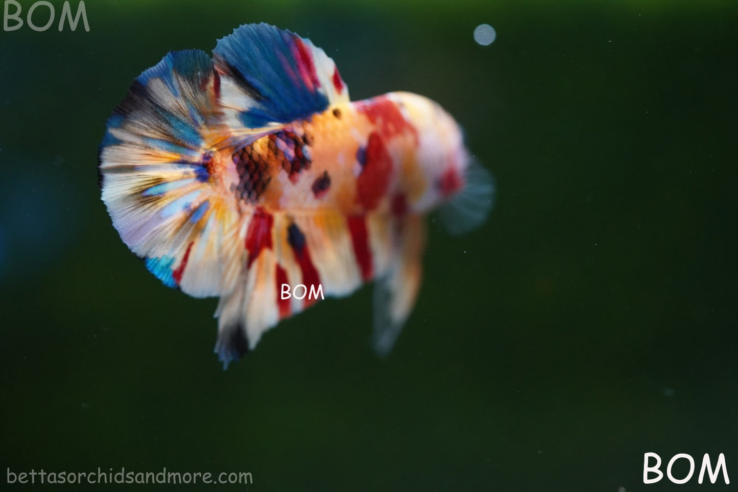 LIVE BETTTA MALE METALLIC MULTICOLOUR HMPK BEAUTIFUL COLOURS | BOM-A283