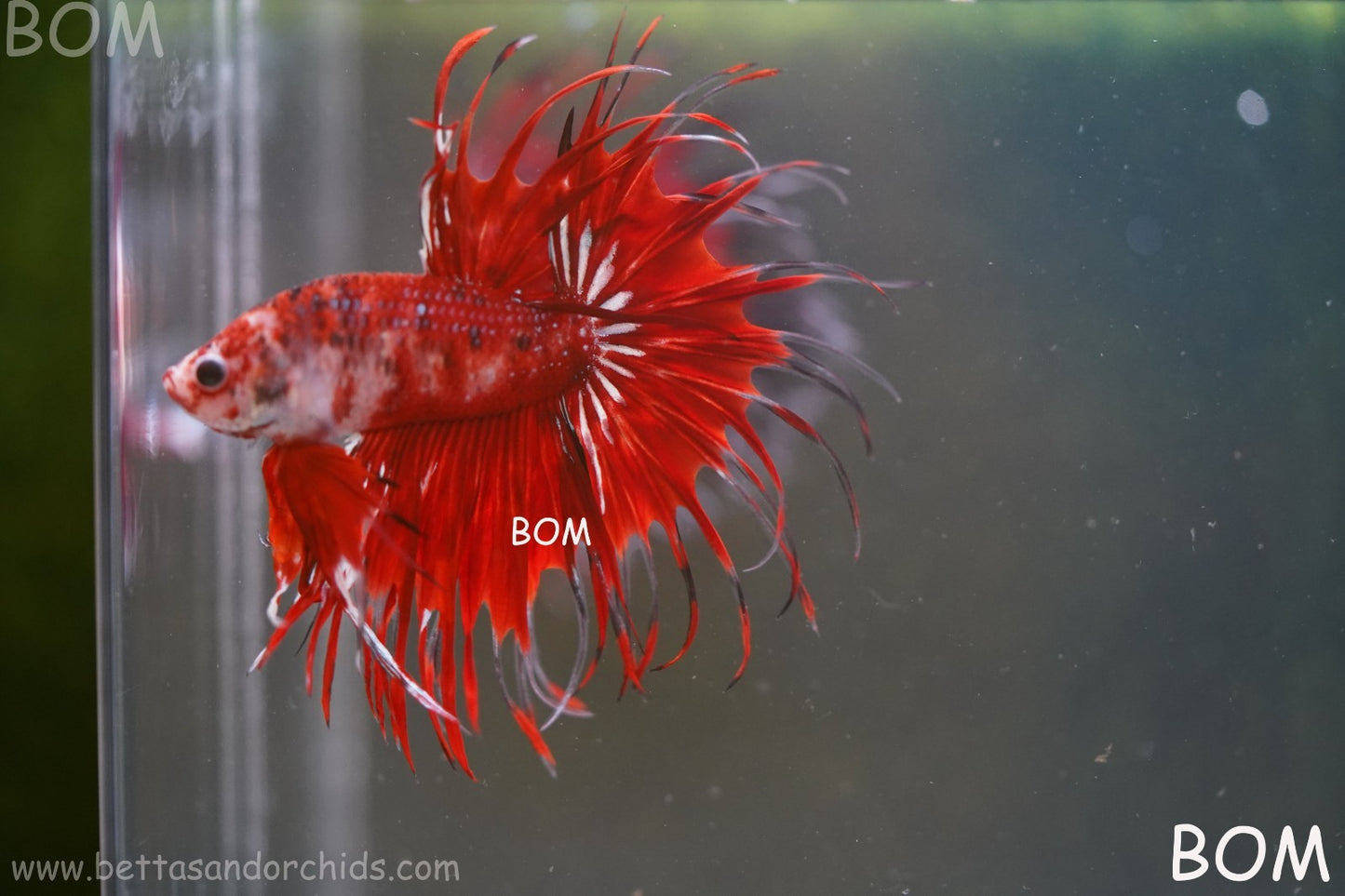 LIVE BETTA MALE CROWN FANTASTIC REDS KOI : Unique Fish | BOM-A303