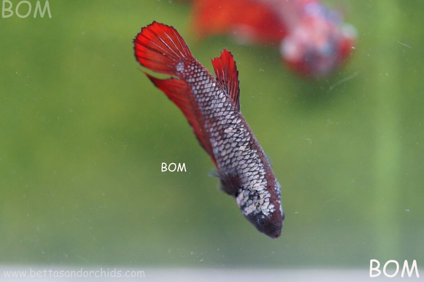 FEMALE RED SAMURAI HMPK Betta Fish - SORORITY : BOM997