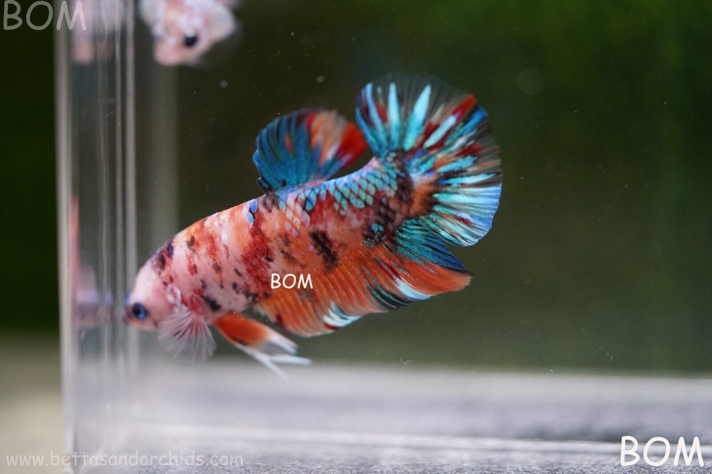 LIVE BETTTA BIG MALE MULTICOLOUR HMPK | BOM-A113