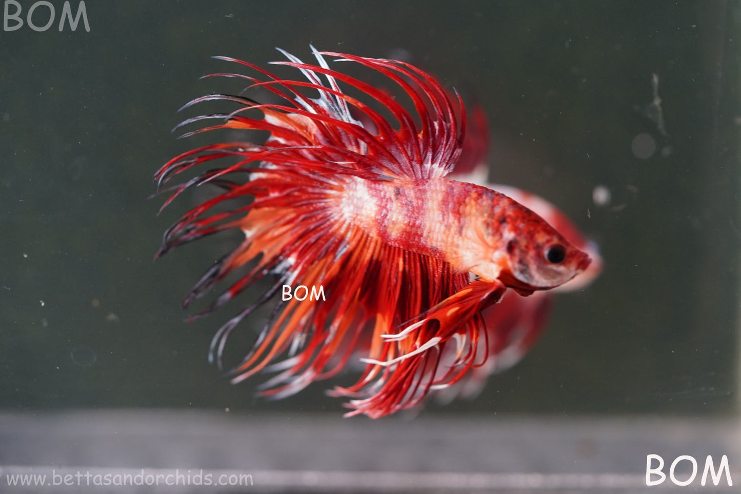 LIVE BETTA MALE CROWN FIREWORKS RED : Unique Fish | BOM-A292