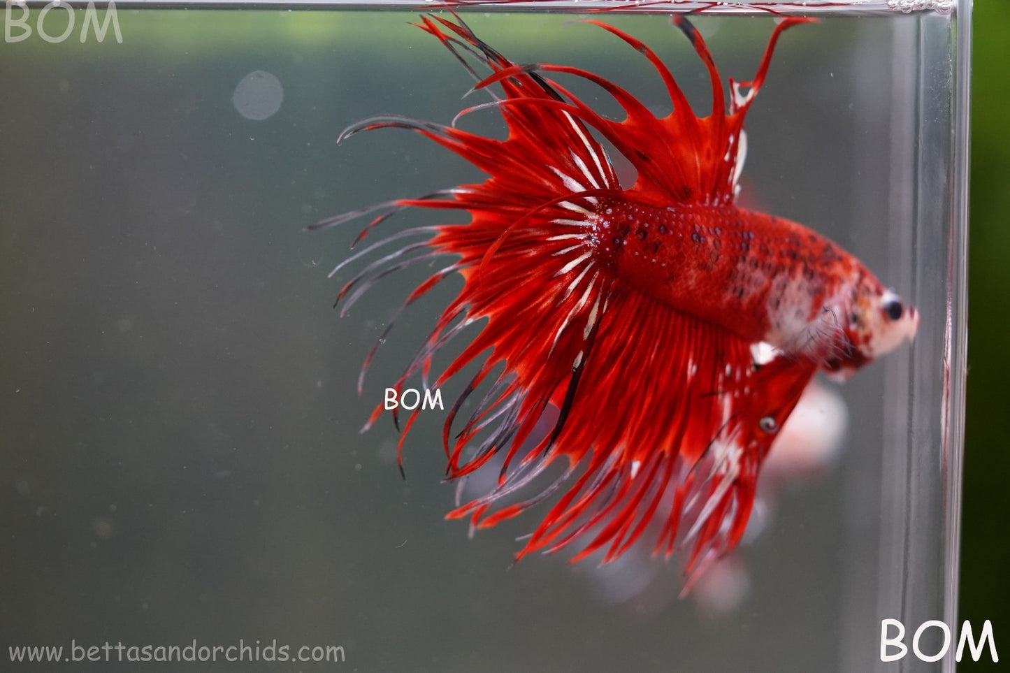 LIVE BETTA MALE CROWN FANTASTIC REDS KOI : Unique Fish | BOM-A303