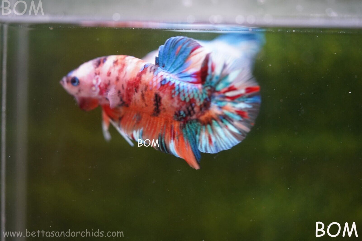 LIVE BETTTA BIG MALE MULTICOLOUR HMPK | BOM-A113