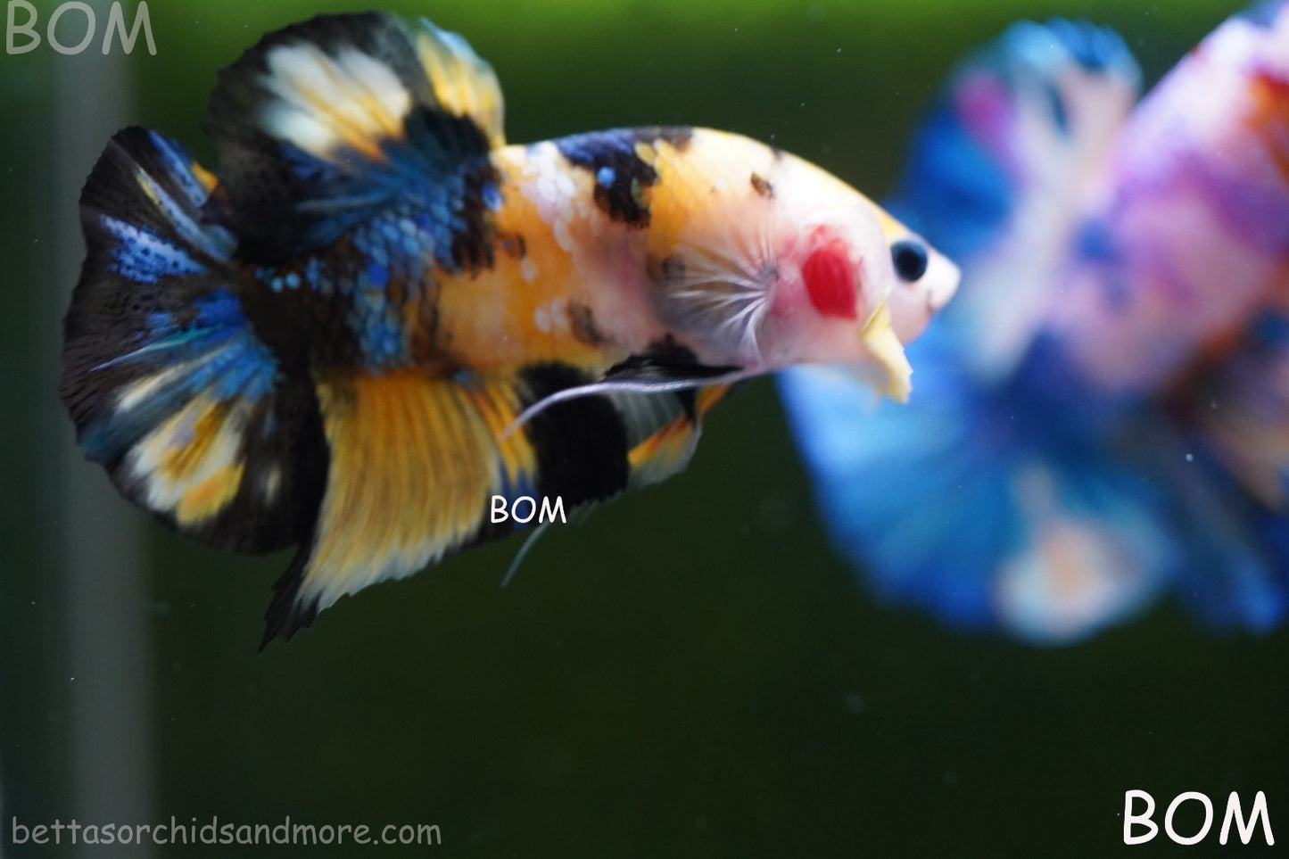 LIVE BETTTA MALE METALLIC MULTICOLOUR HMPK BEAUTIFUL COLOURS | BOM-A284