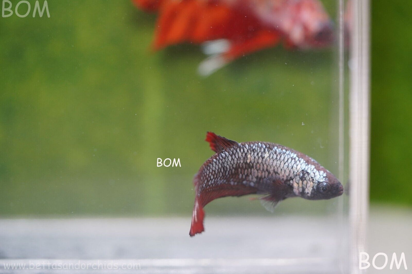 FEMALE RED SAMURAI HMPK Betta Fish - SORORITY : BOM997