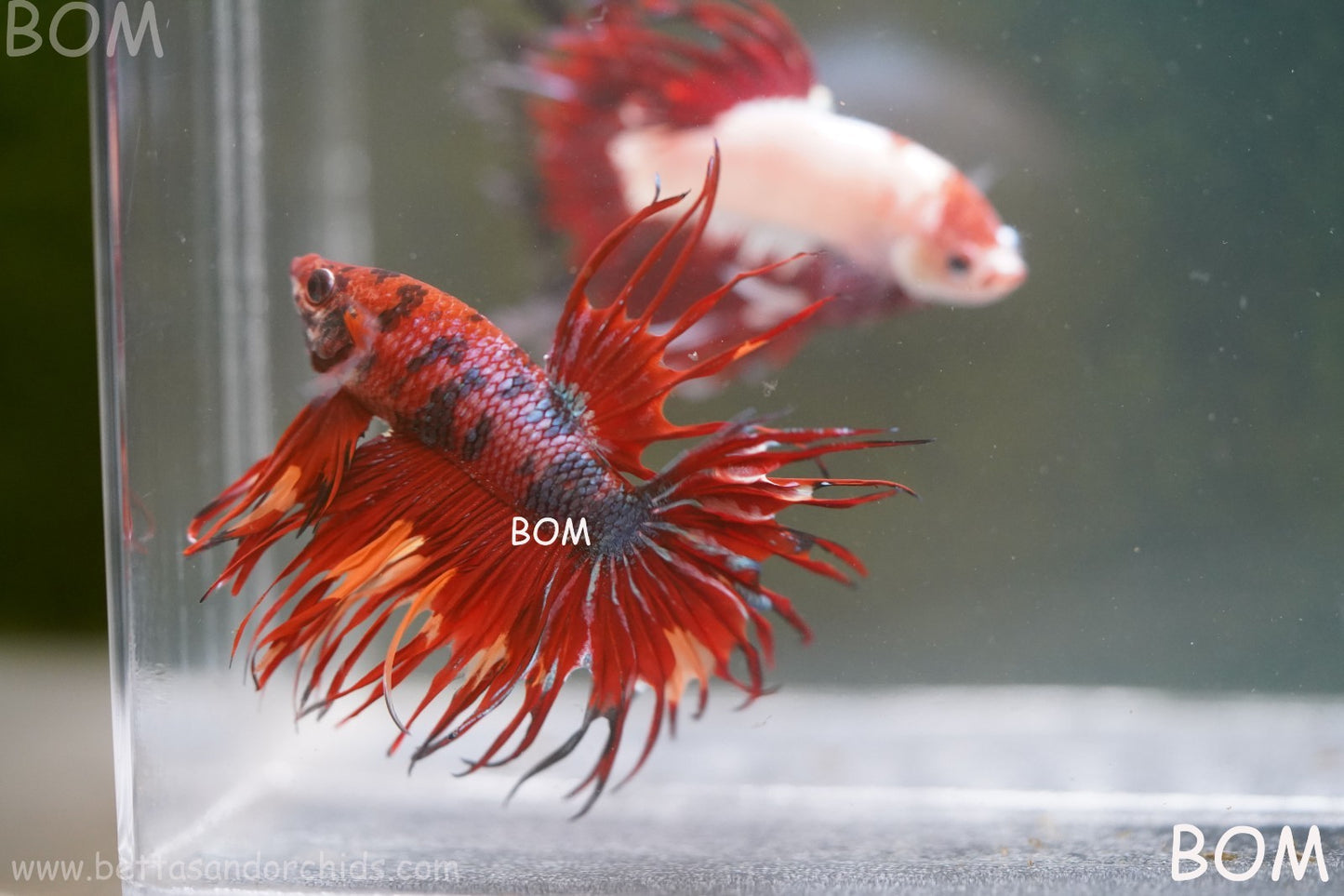 LIVE BETTA MALE CROWN NEMO REDS : Unique Fish | BOM-A302