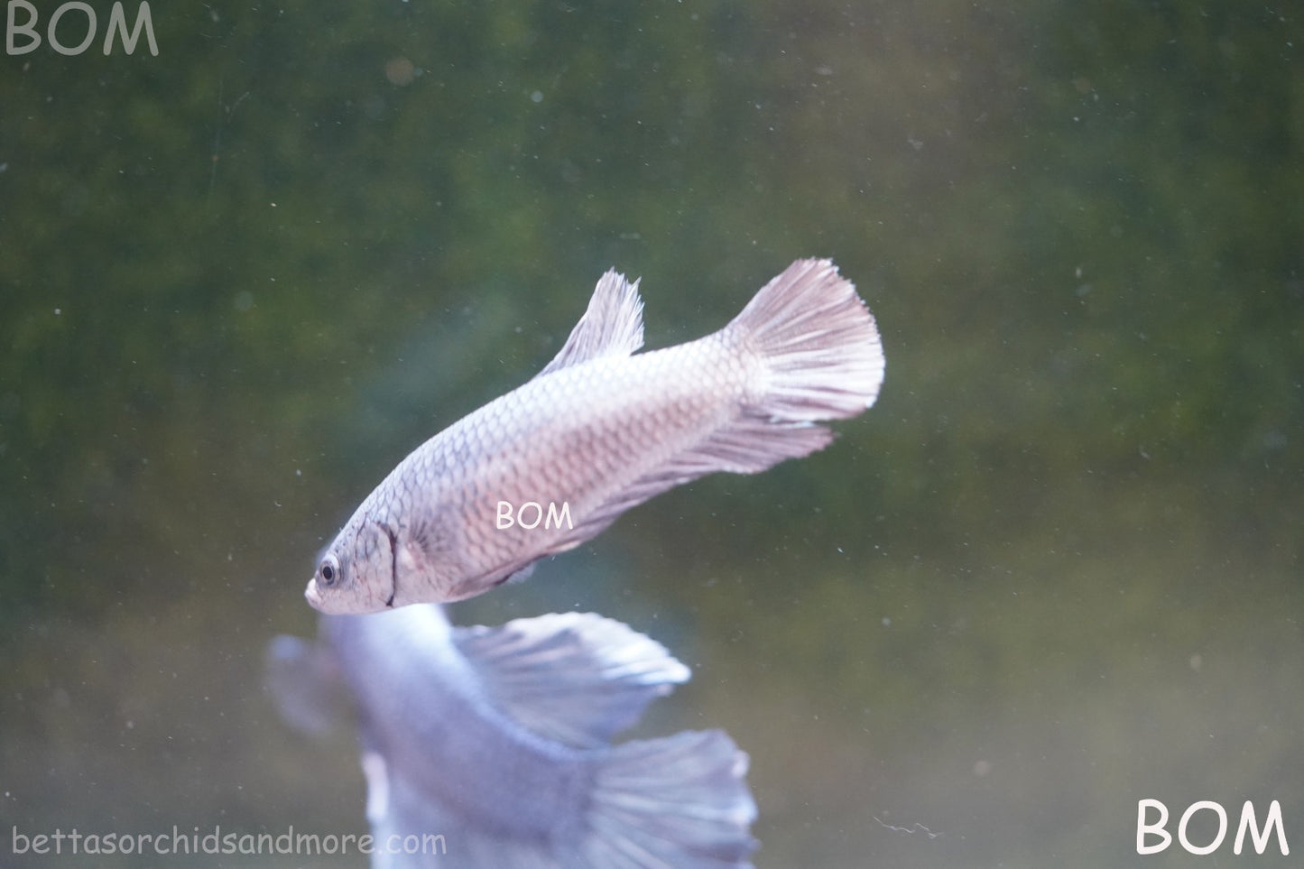 LIVE BETTA JUNIOR GIANT FEMALE COPPER | BOM-A317