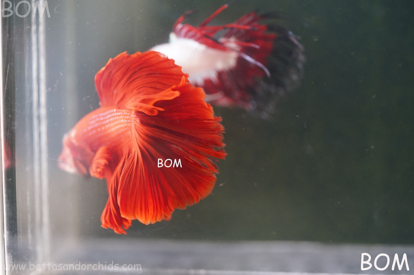 LIVE BETTA MALE KING RED ROSE TAIL : Unique Fish | BOM-A294