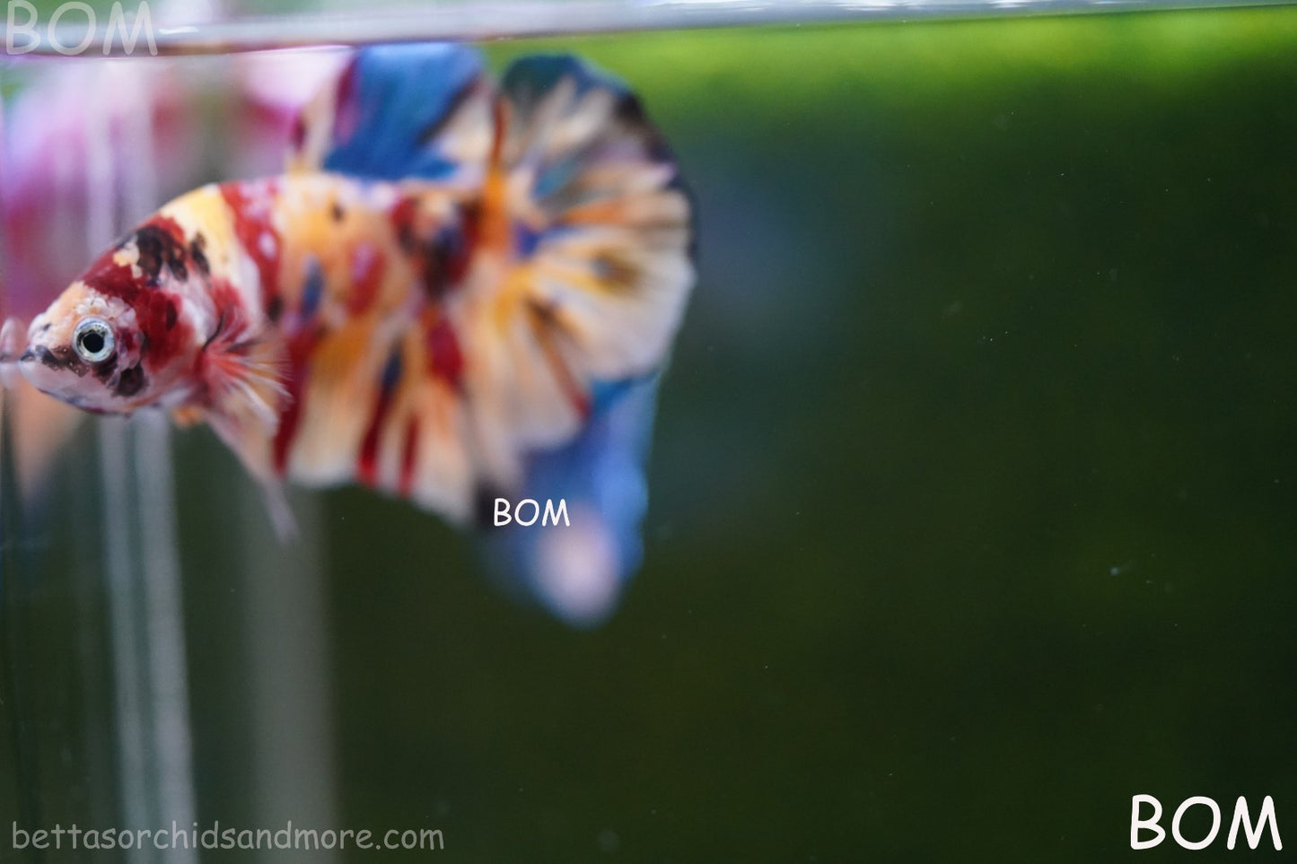 LIVE BETTTA MALE METALLIC MULTICOLOUR HMPK BEAUTIFUL COLOURS | BOM-A283