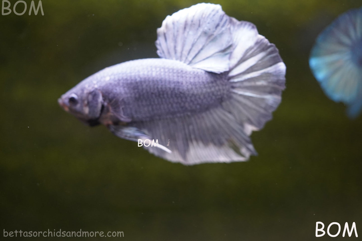 Betta Plakat GIANT MALE BLUE SERIES 5 CM BO | BOM-A306