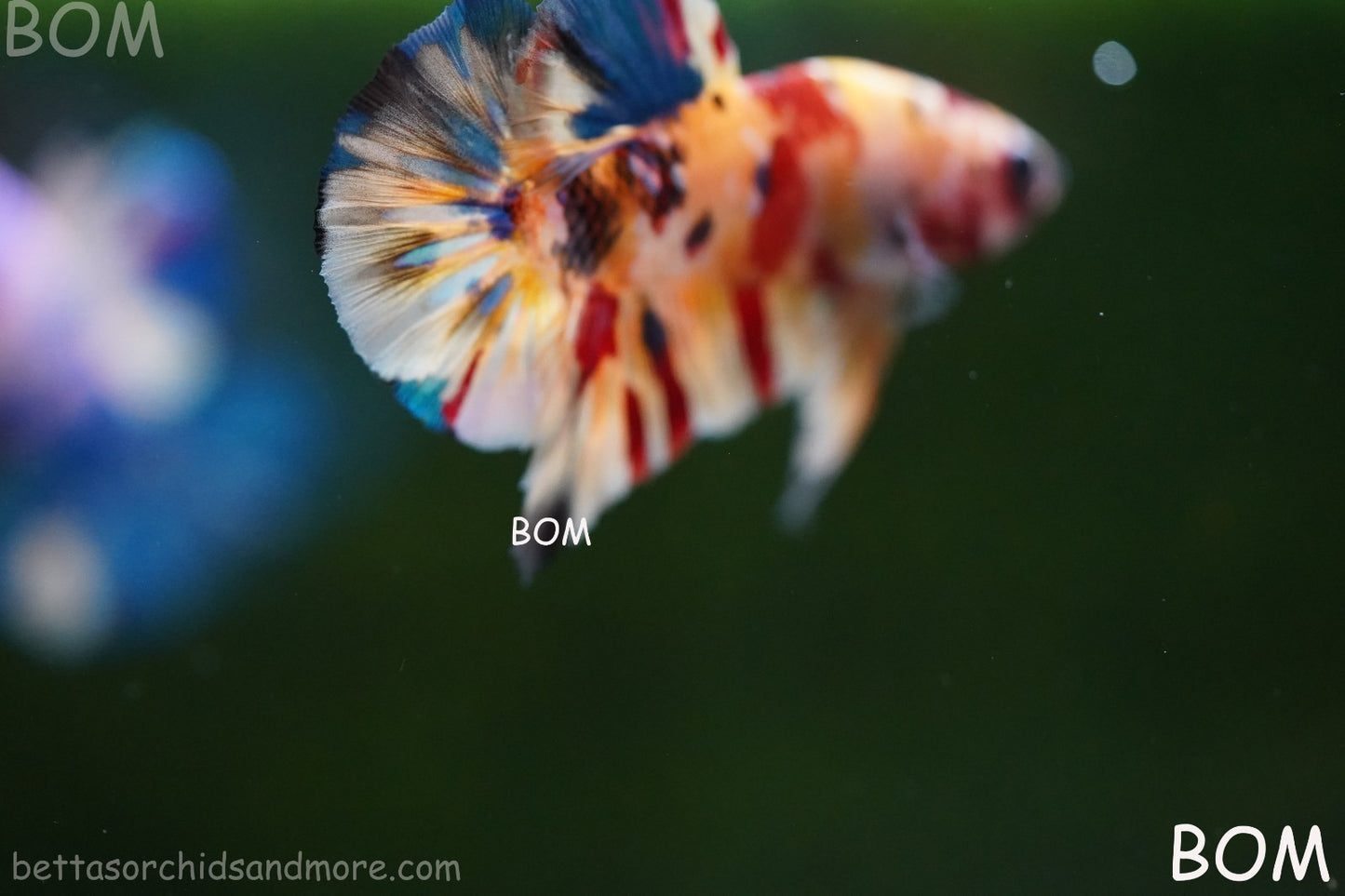 LIVE BETTTA MALE METALLIC MULTICOLOUR HMPK BEAUTIFUL COLOURS | BOM-A283