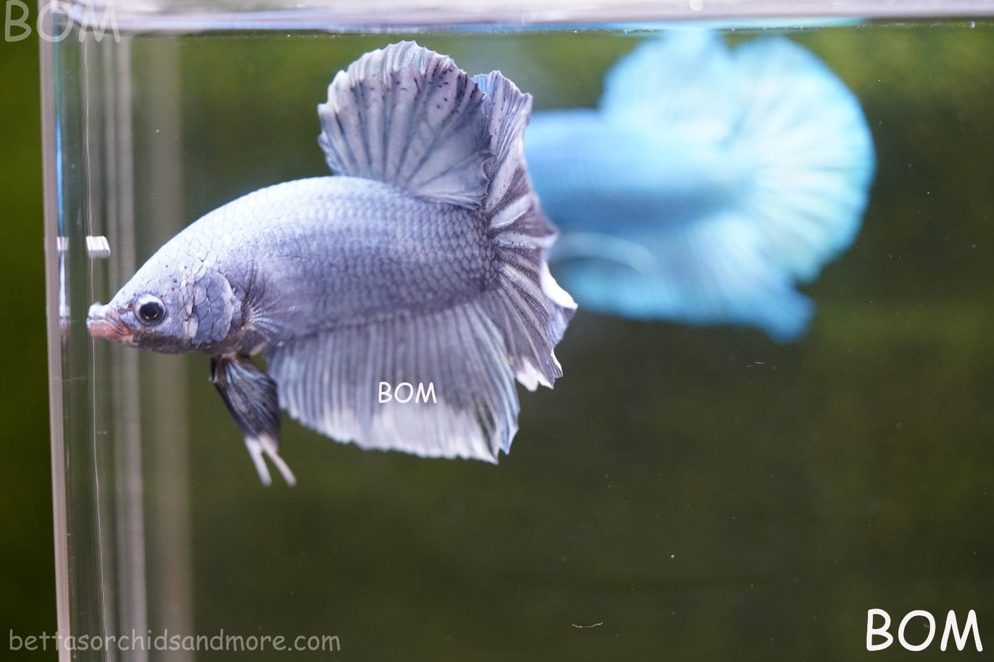 Betta Plakat GIANT MALE BLUE SERIES 5 CM BO | BOM-A306