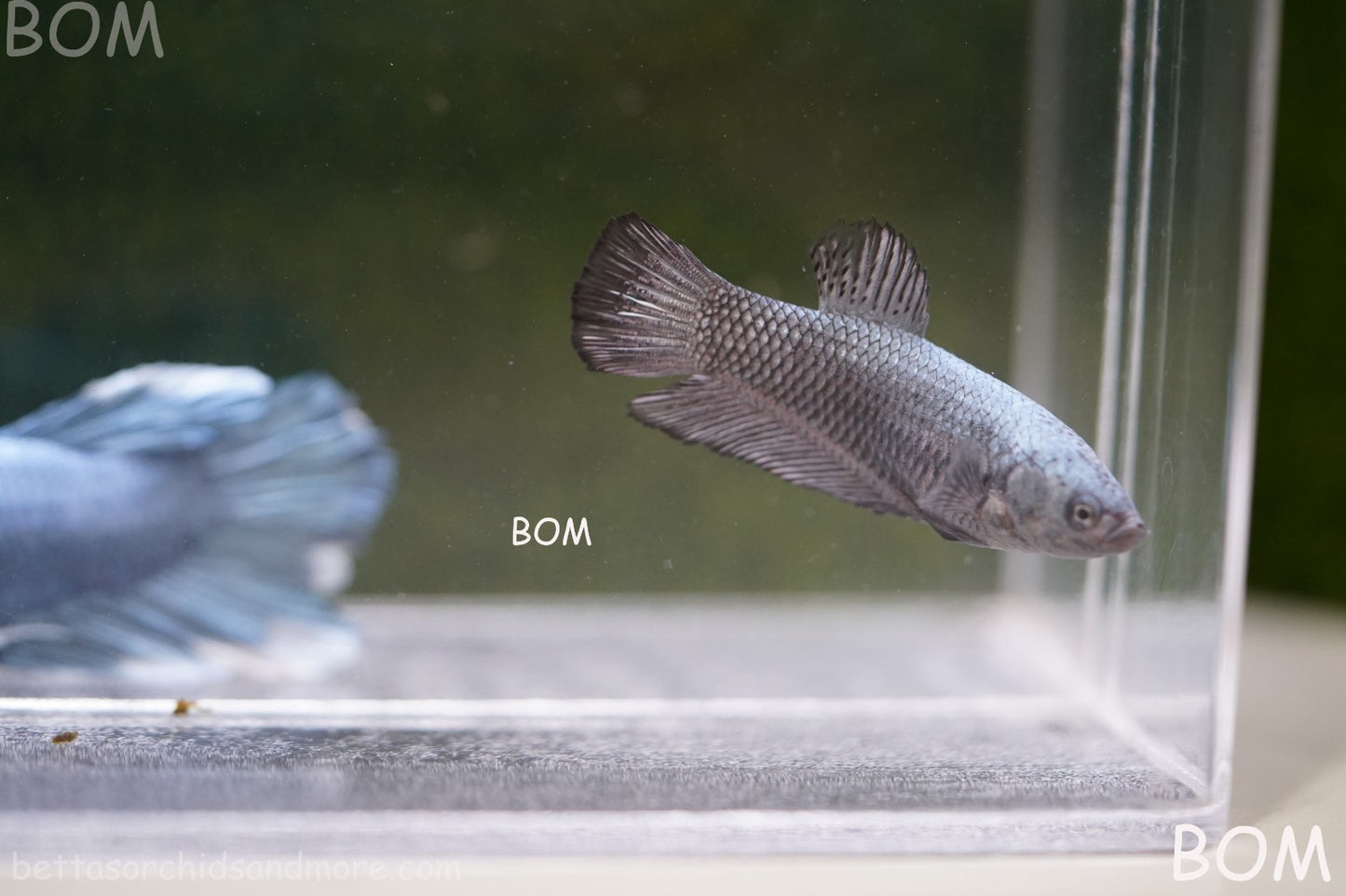 LIVE BETTA JUNIOR GIANT FEMALE COPPER | BOM-A316