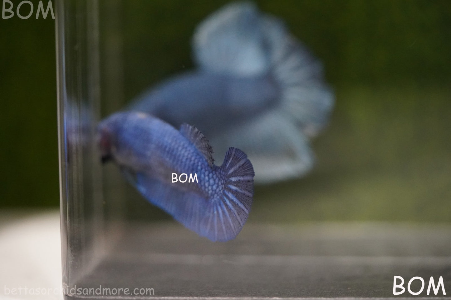 LIVE BETTA GIANT FEMALE BLUE SERIES | BOM-A308