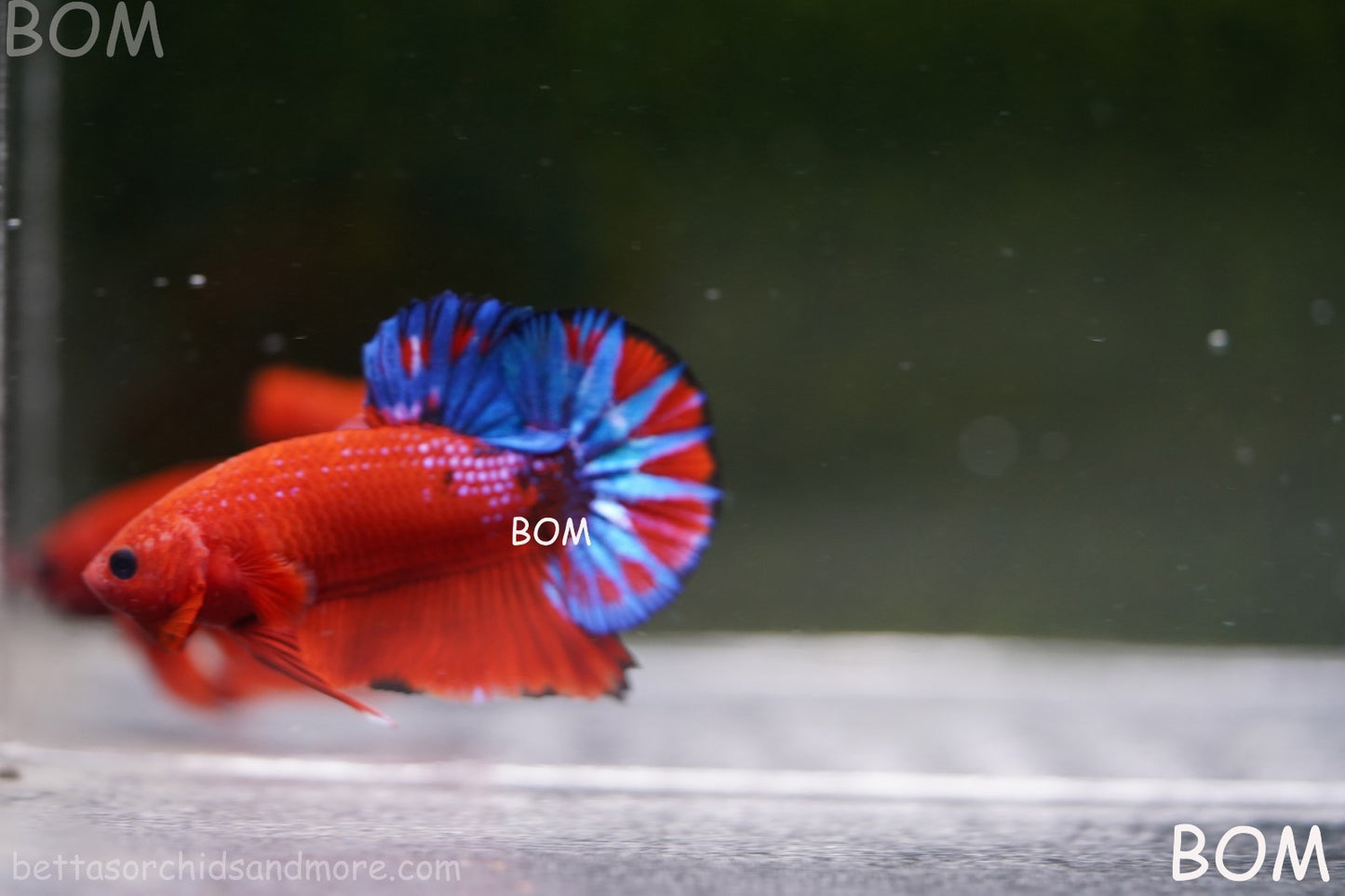 PREMIUM MALE HELLBOY HMPK BETTA Fish:Live HMPK | BOM-A271