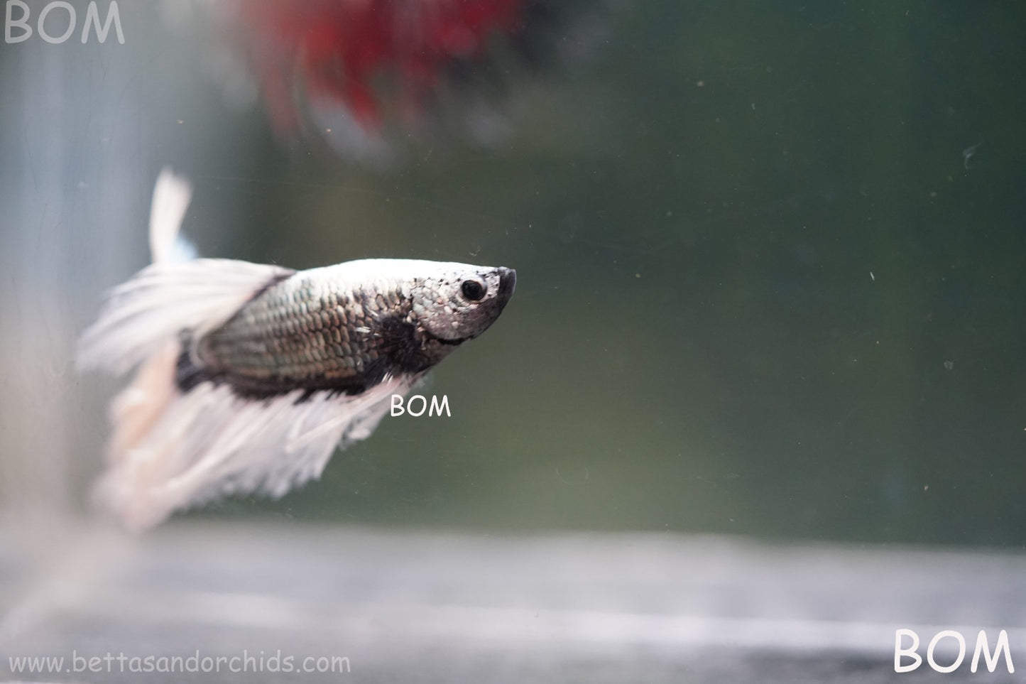 LIVE BETTA MALE DRAGONS SILVER BUTTERFLY : Unique Fish | BOM-A293