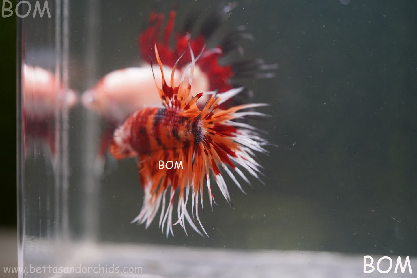 LIVE BETTA MALE CROWN LEOPARDS FIREWORKS : Unique Fish | BOM-A298