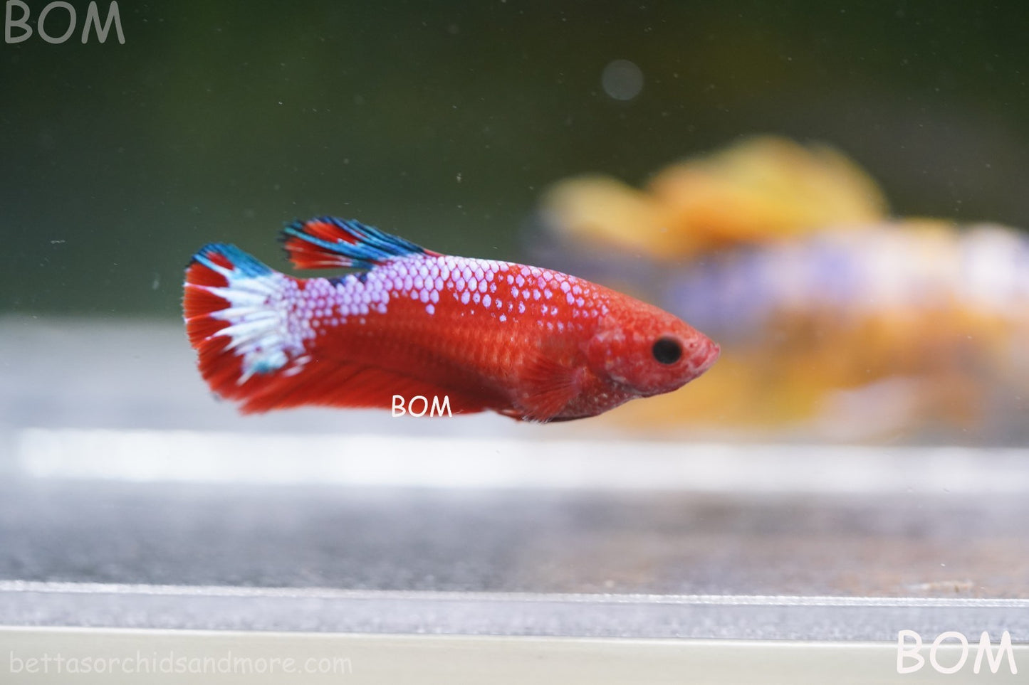 PREMIUM FEMALE HELLBOY HMPK BETTA Fish:Live HMPK | BOM-A275