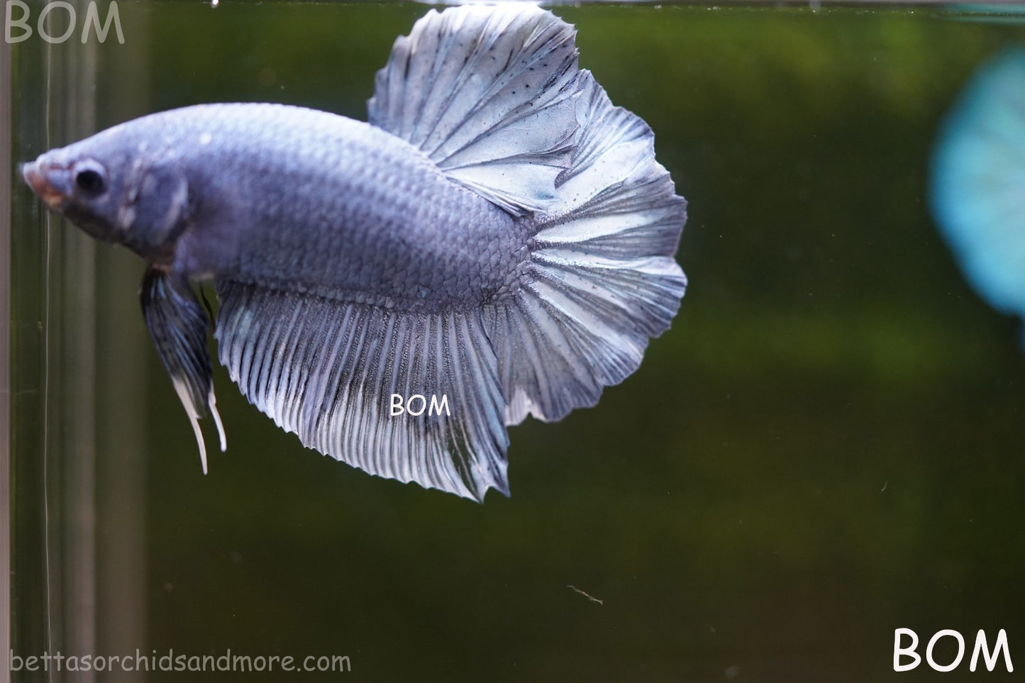 Betta Plakat GIANT MALE BLUE SERIES 5 CM BO | BOM-A306