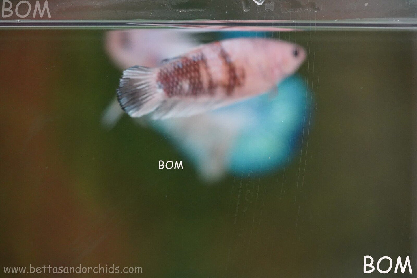 LIVE BETTTA BIG FEMALE MULTICOLOUR HMPK | BOM-A121